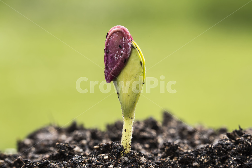 새싹,떡잎,자연,생명,봄,식물,자연,plants,nature