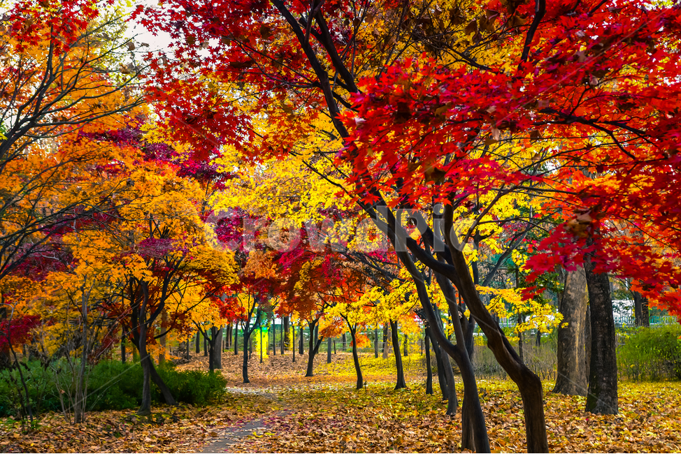 tree,나무,plant,식물,ground