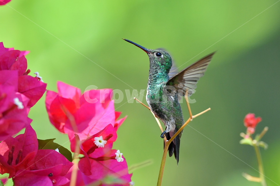 animal,동물,bird,새,벌새,hummingbird,동물,animal,조류,새,birds