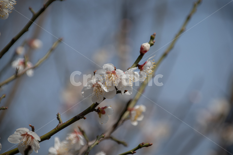꽃,매화,flower,식물,봄