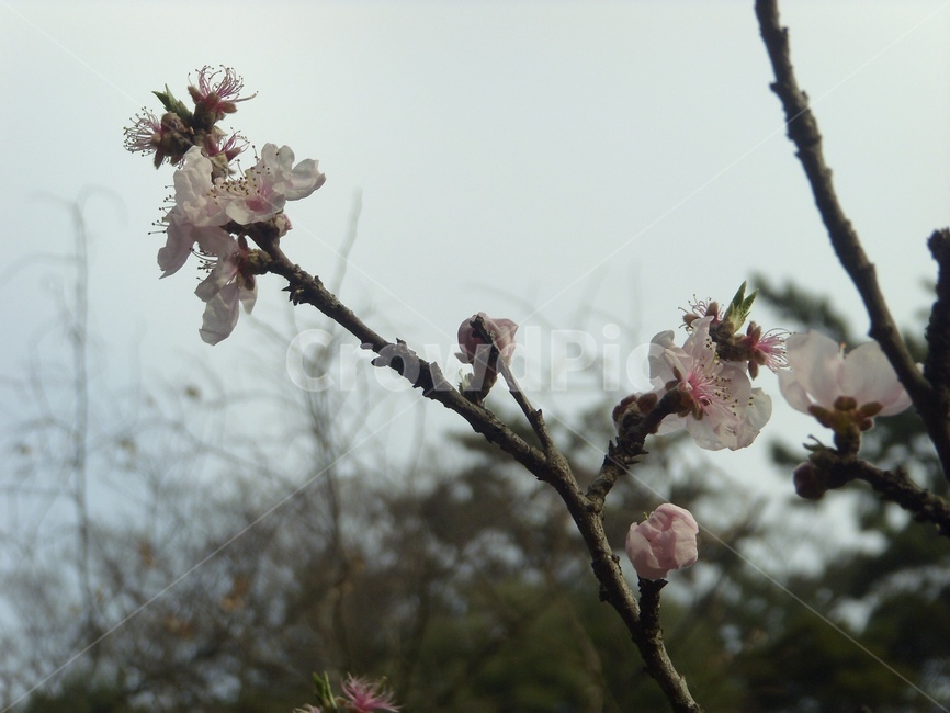꽃,벚꽃,나뭇가지,봄,식물,flower,벚나무,spring,자연