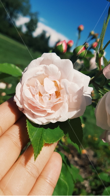 flower,blossom,꽃,plant,식물,rose,장미,식물,자연,plants,nature,꽃,flower