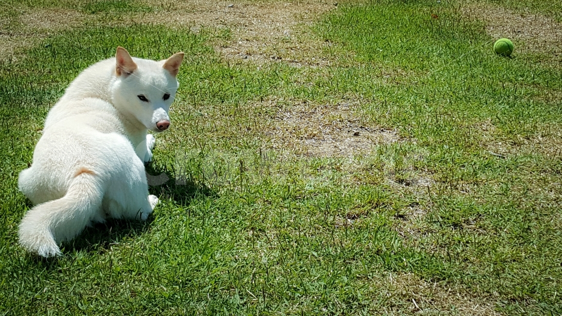 강아지,개,애견,반려견,시바견,놀이,플레이타임,애견캠핑,애견간식,사료,동물,animal,개,강아지,dog,doggy,포유류,mammal