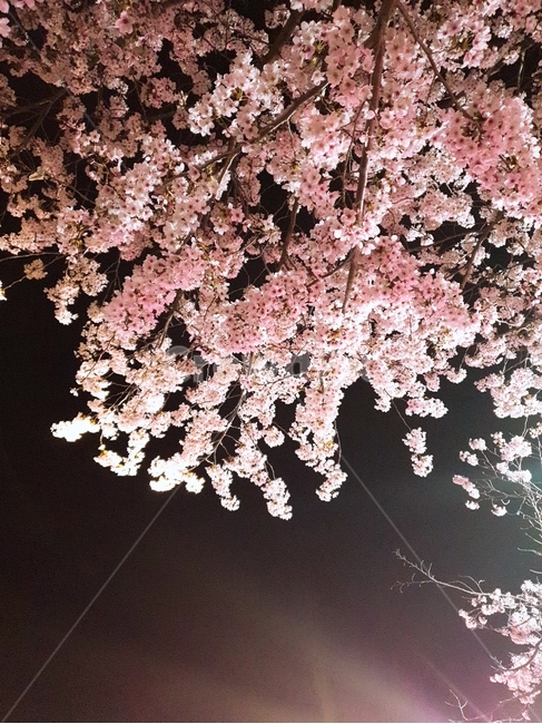 벚꽃,조명,밤벚꽃,봄,벚나무,봄,계절,spring,season,야경,밤,풍경,nightscape,night,landscape,식물,자연,plants,nature,꽃,flower,plant,blossom