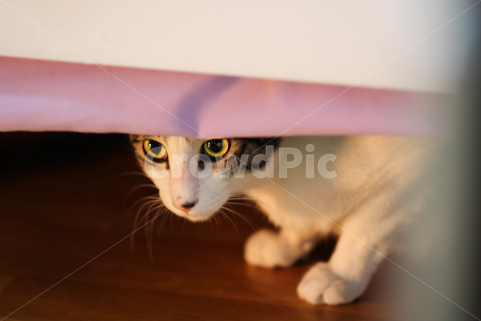 고양이,cat,animal,동물,야옹이,kitty,애묘,동물표정,pet,애완동물,포유류,반려동물,유기묘,길냥이,kitten,아기고양이,코숏,코리안숏헤어,캣대디,캣맘,반려묘,휴식,힐링,res,trelaxation,healing,포유,류mammal,동물,animal,포유류,mammal,고양이,cat,kitten,kitty