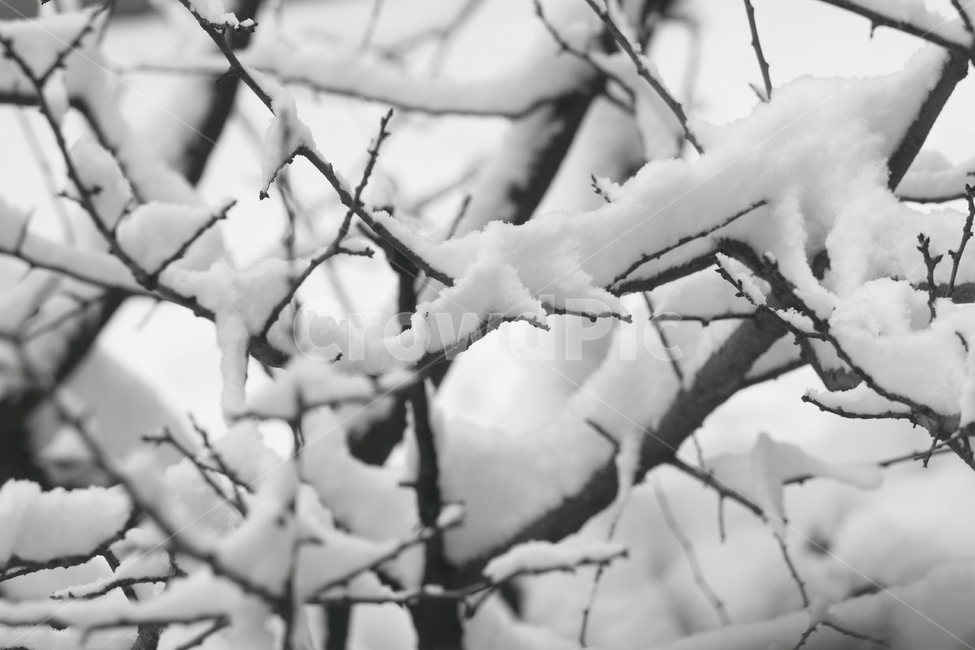 눈온날,눈,나무,풍경,snow,tree,winter,겨울,겨울,계절,winter,season,식물,자연,plants,nature,흑백,모노톤,monochrome,black and white