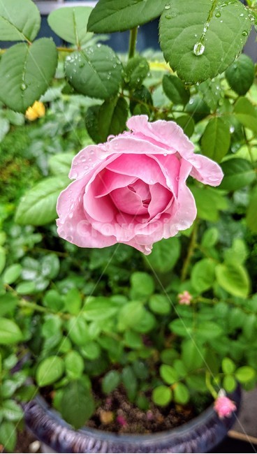 꽃,flower,식물,장미,rose