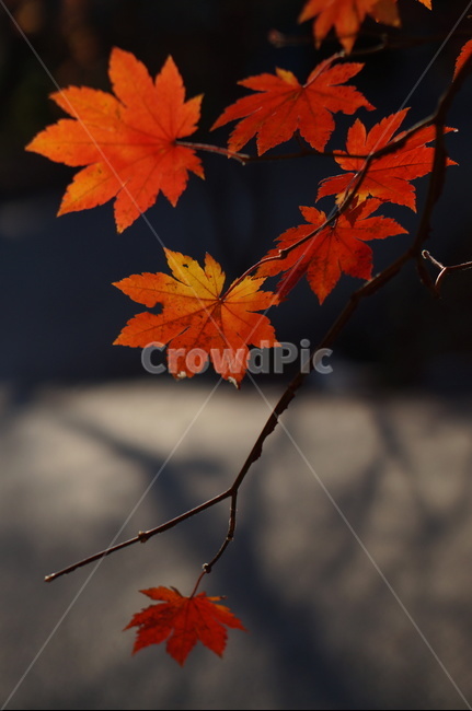 단풍,가을,빨강,빛,자연,leaf,잎,plant,식물,tree,나무