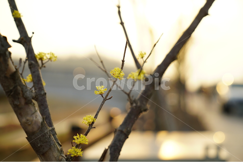 봄,꽃사진,개나리,클로즈업,꽃,봄,계절,spring,season,식물,자연,plants,nature,꽃,flower,plant