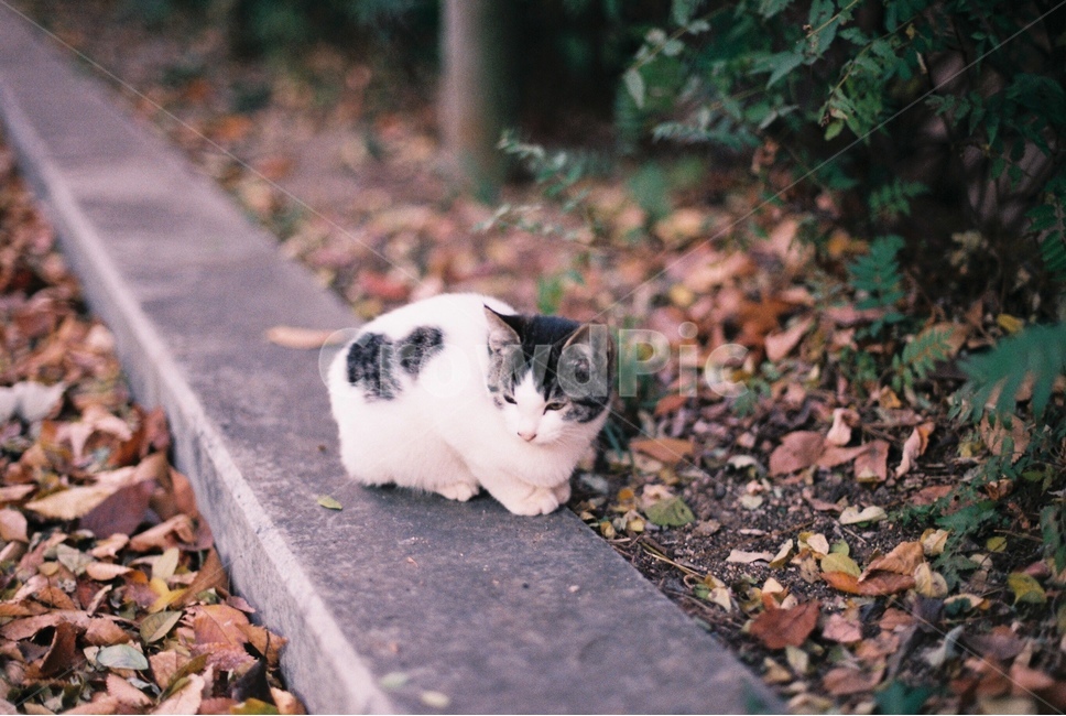 Outfocusing,kitten,stray cat,cat,cuteness,animal,Kitty,Psyraegi,Emotion