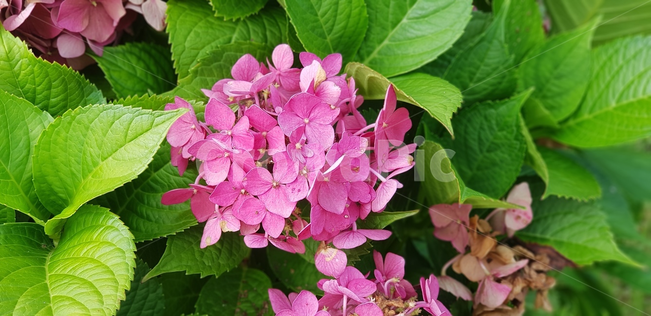 꽃,핑크,계절꽃,연두,꽃잎