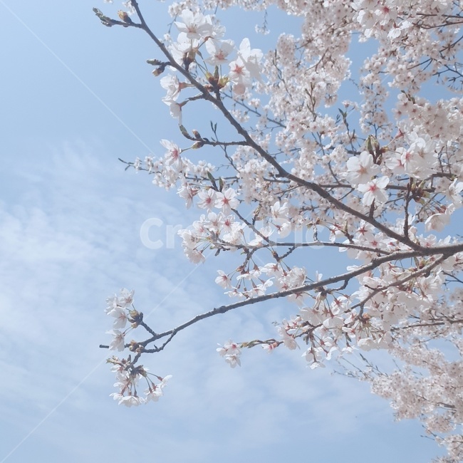 벚꽃,꽃,봄,자연,나무,분홍색,하늘,nature,cherryblossoms,sky,spring,식물