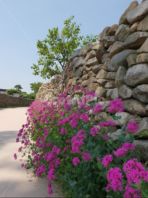 꽃,돌담길,핑크,봄,풍경,외암민속마을,식물,자연,plants,nature,꽃,flower