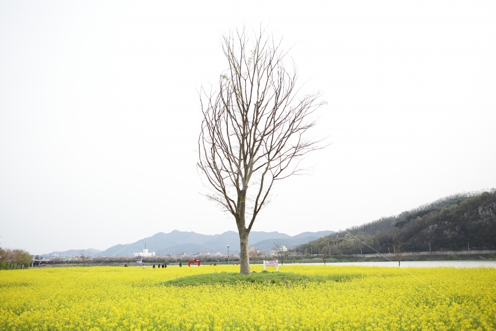 주말,색감,색상,웹,디자인,소스,배경화면,자연,풍경,나무,유채꽃,공원,강변,봄날,나들이,산책,기분,감성,왕따나무,구도,자연,풍경,nature,landscape,봄,계절,spring,season,field,들,grassland,목초지,outdoors,옥외