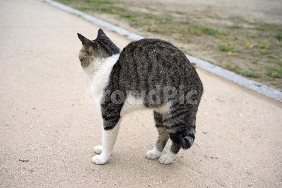 drowsy,stray cat,leisurely,cat