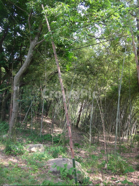 산속,나무,숲속,초록색,등산길,자연,풍경,nature,landscape,plant,식물,tree