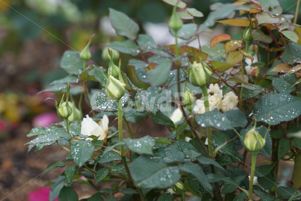 장미,꽃,rose,식물,자연,백장미,화이트,그린,flower,장미꽃,nature,식물,자연,plants,nature,꽃,flower