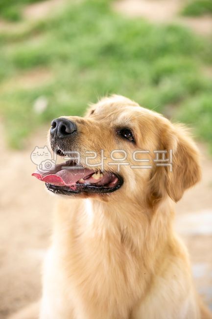 골든리트리버,리트리버,반려견,개,강아지,goldenretriever,골든리트리버,dog,pet,애완동물,mammal,포유류,animal,동물