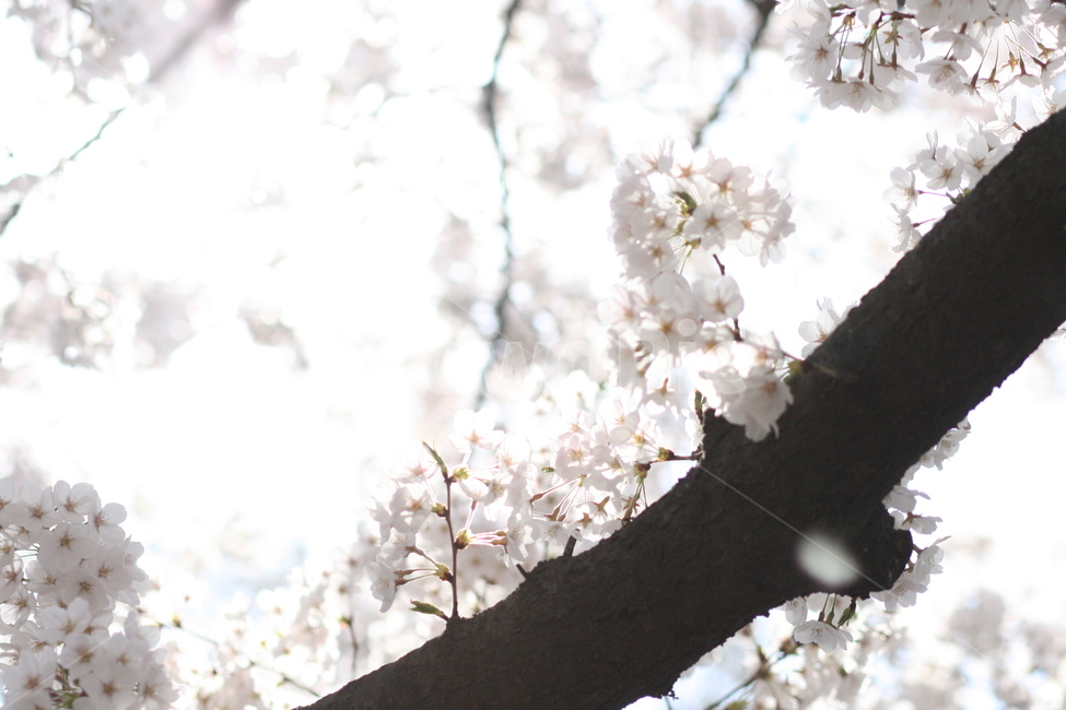 벚꽃,벚꽃놀이,꽃,맑음,꽃놀이,감성,봄,계절,spring,season,plant,식물,flower,blossom
