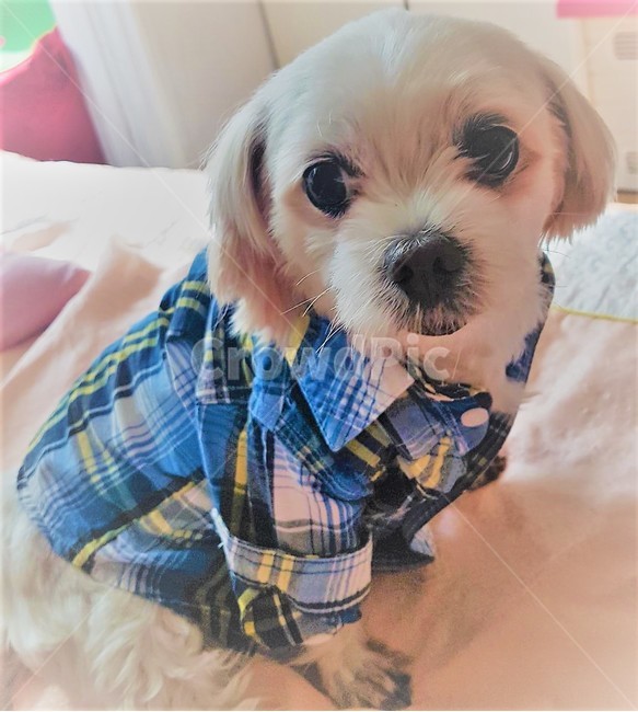 puppy,셔츠,말티즈,애완동물,귀여운강아지