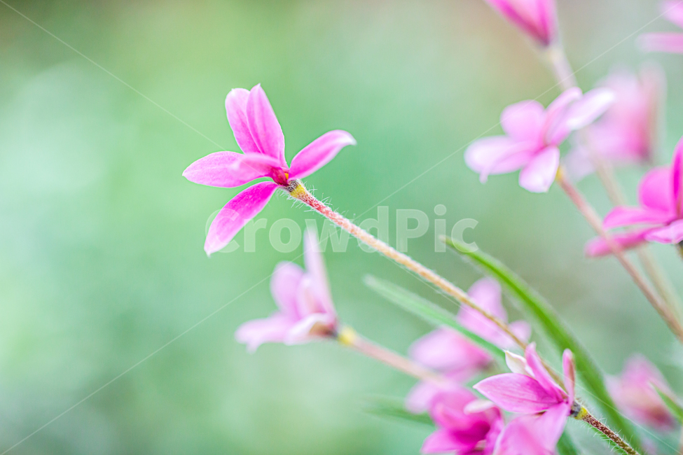 blossom,꽃,flower,plant,식물,바탕화면,자연,초록,green,nature,flowergarden,garden,식물,자연,plants,nature,꽃,flower