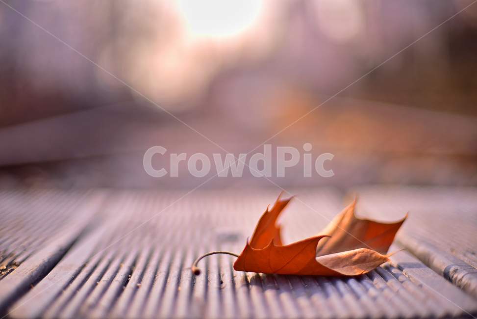 감성사진,겨울풍경,늦가을,나뭇잎,잎새,잎사귀,plant,식물,leaf,잎,데크,마루,바닥,아웃포커스,보케,빛망울,플레어,flare,필름감성,감성풍경,분위기,느낌,필링,feeling,sensible,emotional,background,배경,바탕,bokeh,플라타너스잎,낙엽,outdoor,야외,옥외,가을,계절,fall,autumn,season