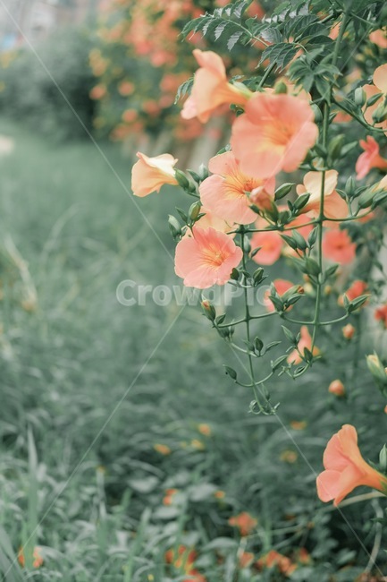 꽃,flower,능소화,자연,식물,식물,자연,plants,nature,꽃,flower