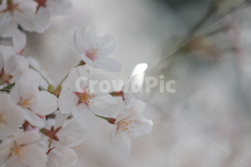벚꽃,꽃,봄꽃,봄,꽃잎,봄,계절,spring,season,식물,자연,plants,nature,꽃,flower,plant,blossom