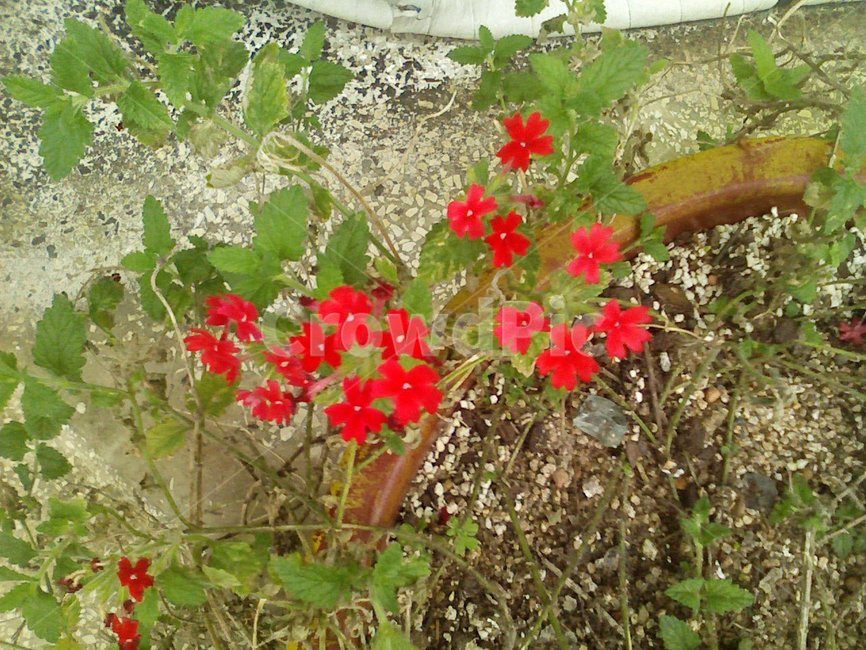 꽃,식물,꽃잎,flower,다홍색꽃,식물,자연,plants,nature,꽃,flower