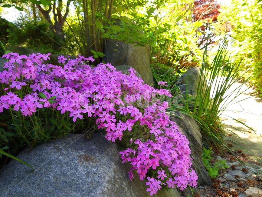 flower,plant,식물,꽃,꽃잔디,groundpink,아름다움,분홍,자연,식물,자연,plants,nature,꽃,flower