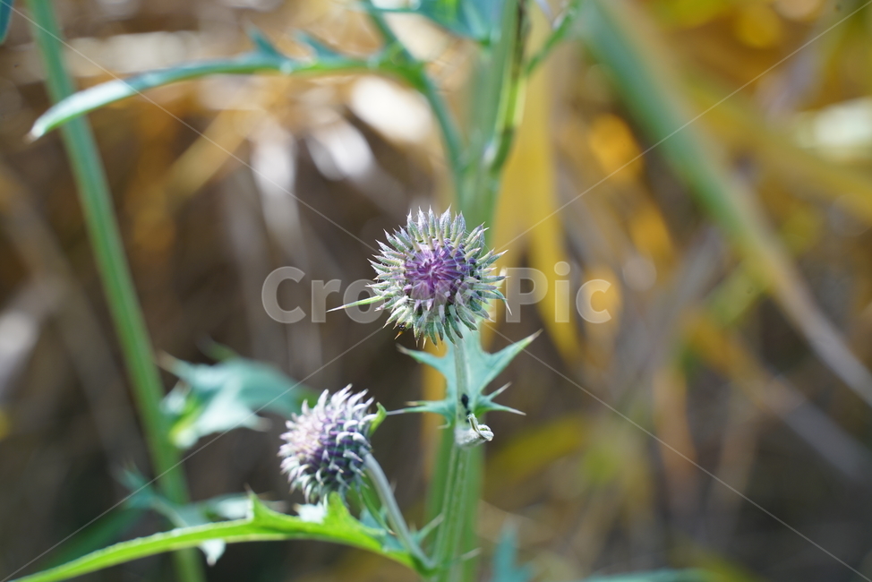 엉겅퀴,thistle,ussurithistle,채소류,국화과,엉거싯,plant,식물,flower,blossom,꽃