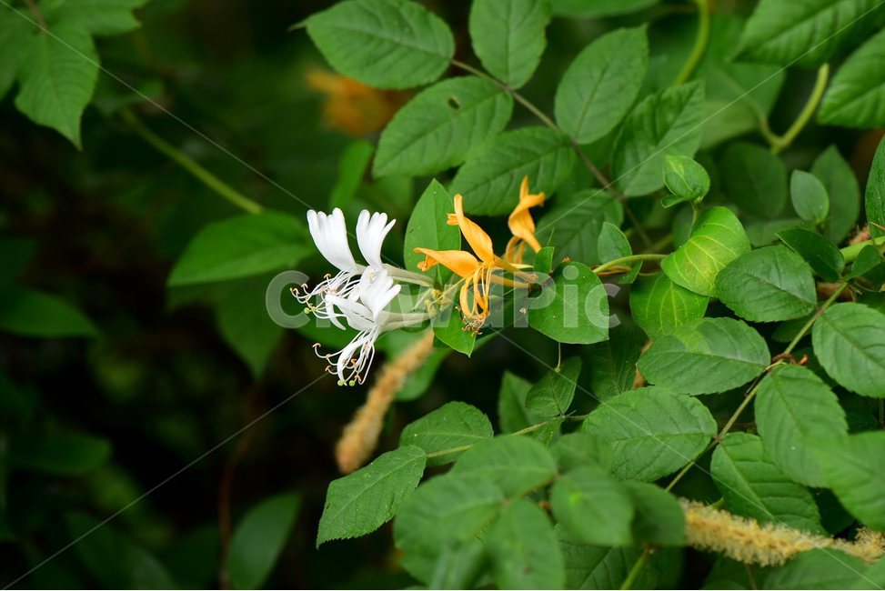 인동덩굴,야생화,꽃,식물,자연,생태,플라워,flower,plants,nature,식물,자연,plants,nature,꽃,flower