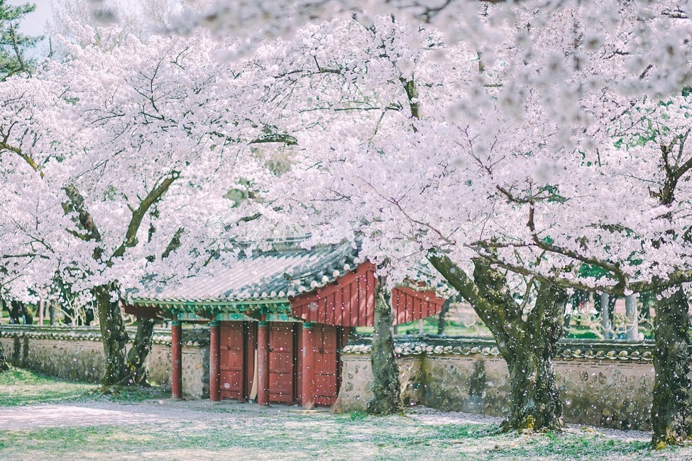 봄,경주,봄꽃,벚나무,벚꽃,봄,계절,spring,season,한국전통,한국문화,korean traditional,korean culture,감성,sensible,feeling,plant,식물
