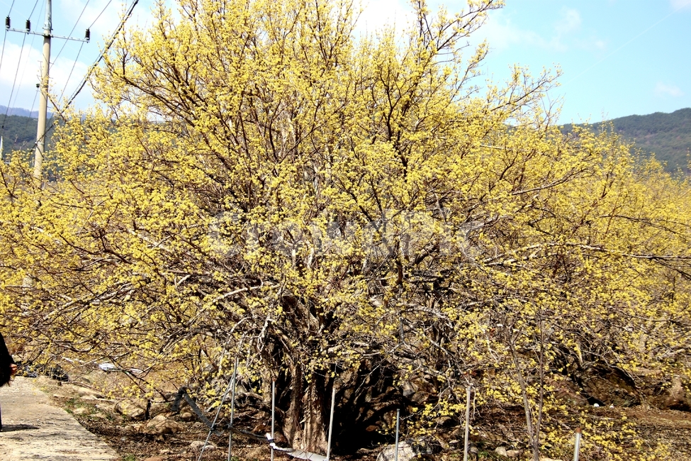 나무,꽃,산수유,봄,노란색,봄,계절,spring,season,자연,풍경,nature,landscape,tree,plant,식물