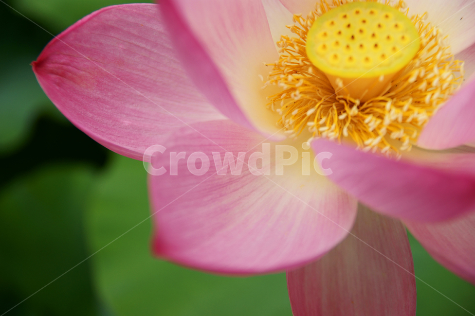 연꽃,꽃잎,접사,꽃,lotus,flower,여름,식물,만개,스냅,plant,분홍,핑크,pink,풍경배경,배경,꽃배경,식물,자연,plants,nature,꽃,flower