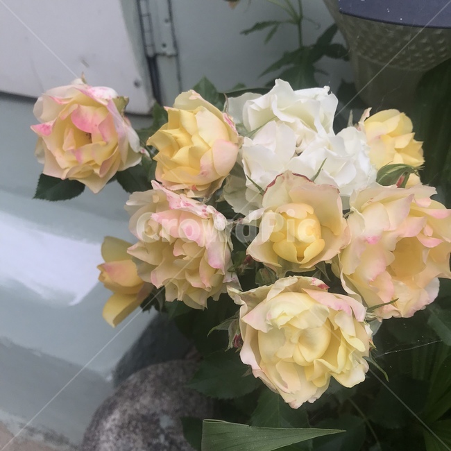 plant,flower,꽃,blossom,식물,식물,자연,plants,nature,꽃,flower