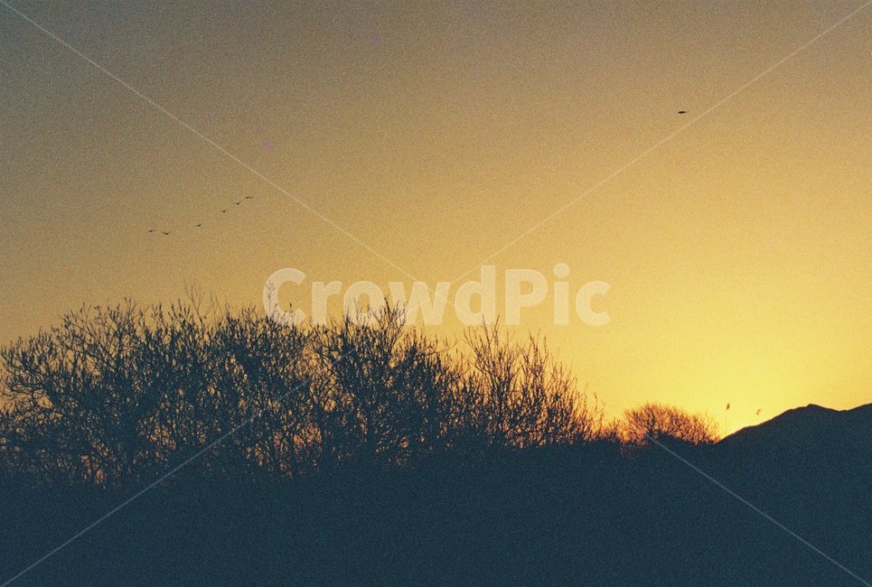 우포늪,늪지,자연,새벽,아침,필름사진,나무,빛,자연,풍경,nature,landscape,outdoors,옥외