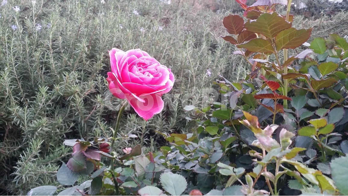 장미,꽃,rose,접사,자연,식물,flower,식물,자연,plants,nature,꽃,flower