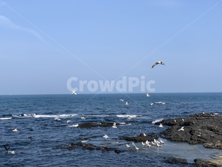 동물,새,bird,animal,바다,ocean,갈매기