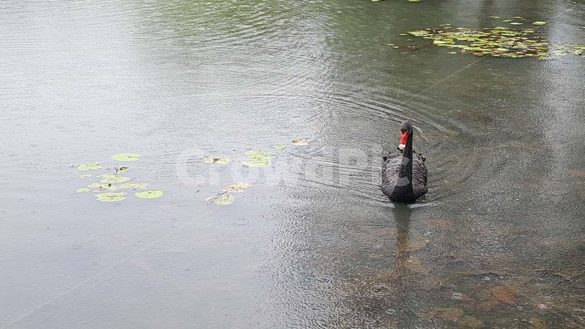 흑조,백조,검은백조,blackswan,swan,bird,호수,lake,singapore,열대지방,tropics,새,조류