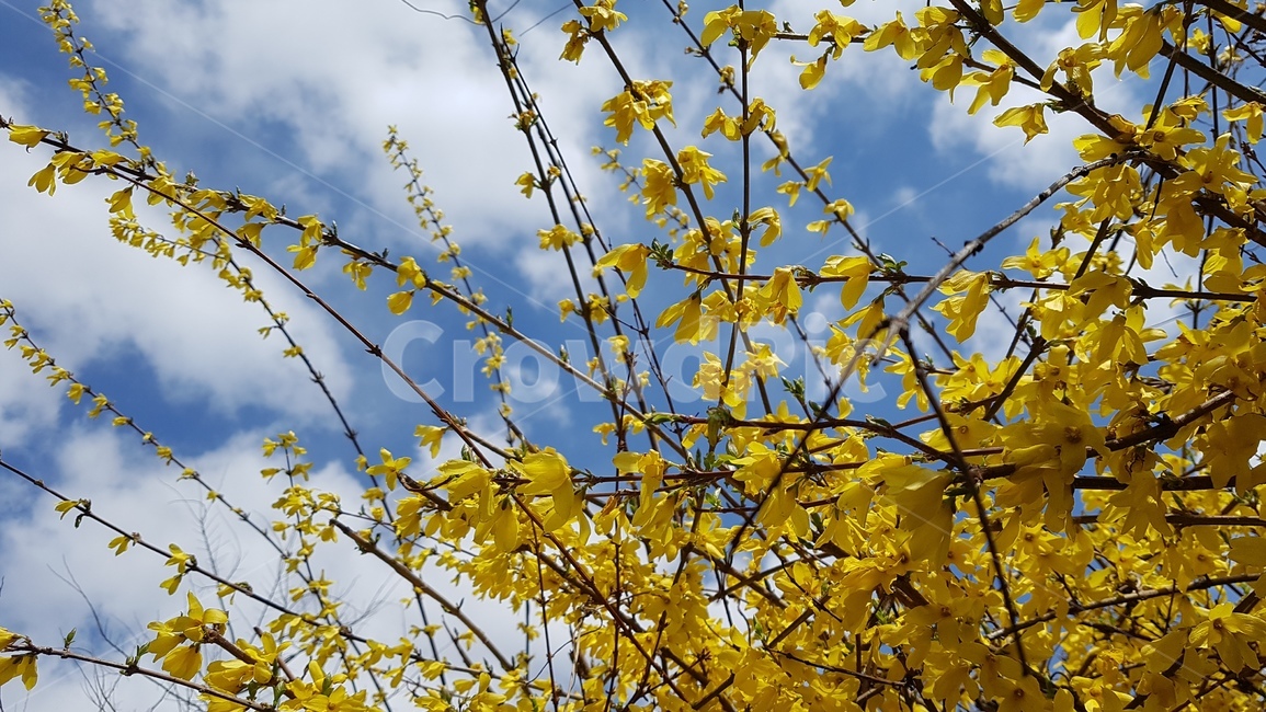 leaf,잎,plant,식물,봄,계절,개나리,노란색,spring,season,하늘,구름,yellow,봄,계절,spring,season,식물,자연,plants,nature,꽃,flower