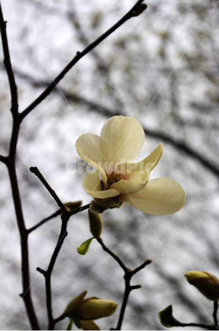 목련,식물,plant,자연,nature,꽃,flower,봄,spring,계절,식물,자연,plants,nature,꽃,flower