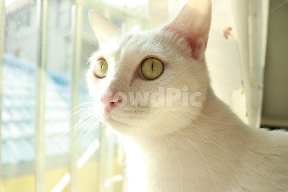 고양이,하얀고양이,귀여운,이쁜,창문,터키쉬앙고라,동물,animal,포유류,mammal,고양이,cat,kitten,kitty