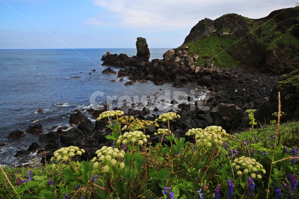 promontory,곶,nature,자연,outdoors,옥외,grass,잔디,plant,식물,ocean,대양,sea,바다,water,물,shoreline,해안선,제주,섭지코지,해변,자연,풍경,nature,landscape