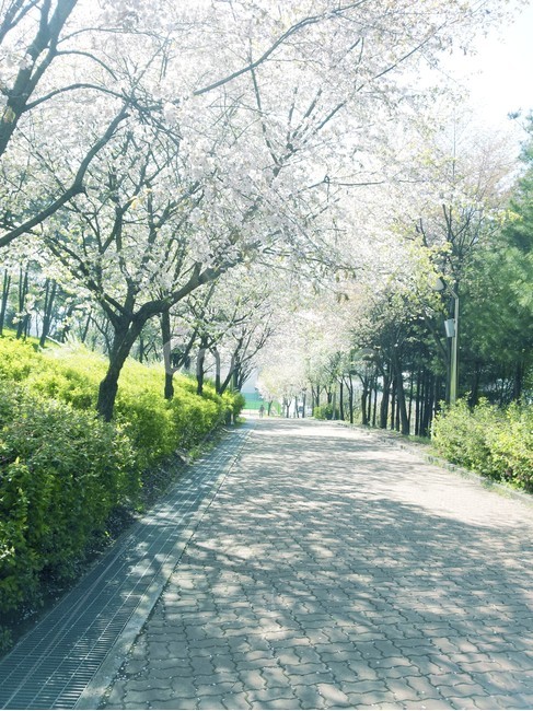 봄,벚꽃,식물,spring,cherryblossom,꽃,flower