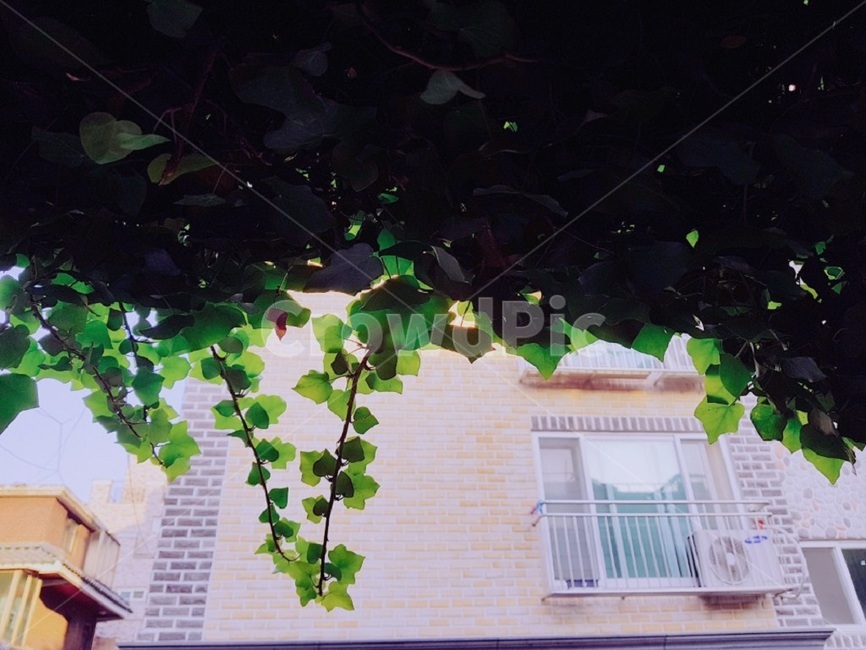 덩쿨,풀,집앞,풀잎,도시,식물,자연,plants,nature
