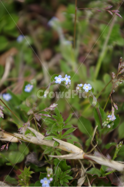 봄,spring,계절,꽃,flower,식물,plant,자연,nature,식물,자연,plants,nature,꽃,flower
