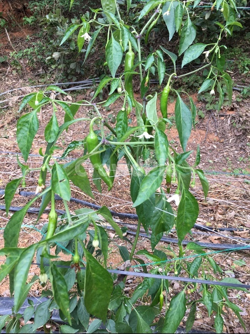 plant,식물,leaf,잎,고추,고추밭,농사,농업,농사,agriculture,farming,farming industry
