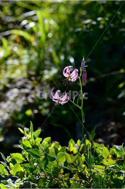 솔나리,야생화,식물,자연,꽃,생태,힐링,플라워,wildflower,flower,plants,nature,season,감성,느낌,emotion,feeling,백합목,백합과,여름,백합속,분홍색,여러해살이풀,식물,자연,plants,nature,꽃,flower