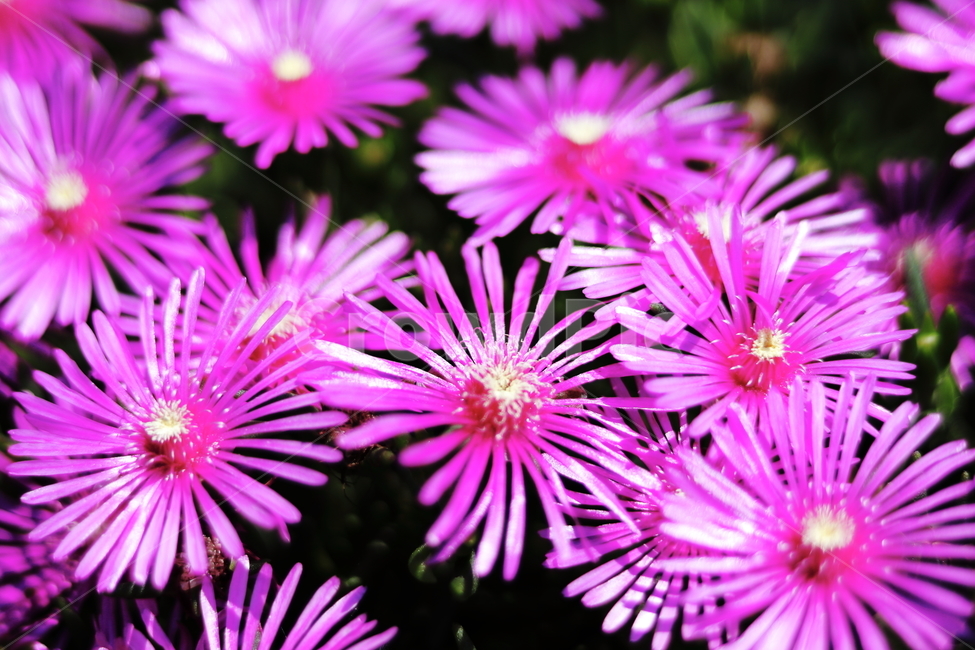 꽃,자연,식물,여름꽃,flower